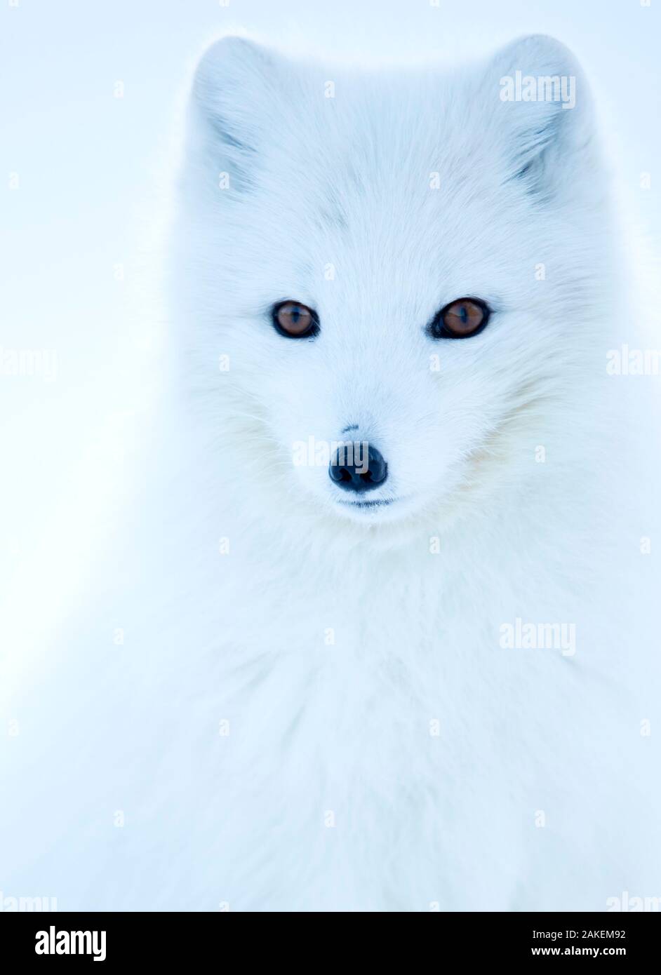 Polarfuchs (Alopex lagopus), im Winter Mantel Portrait, Svalbard, Norwegen, April. Stockfoto