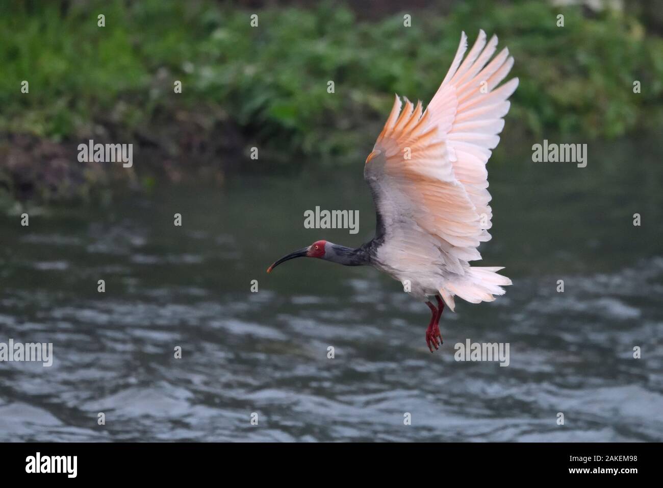 Ibis Crested 1 + Nipponia Nippon +2 in der Zucht Farben, Fliegen über Wasser in Yangxian Biosphärenreservat, Shaanxi, China, April. Stockfoto