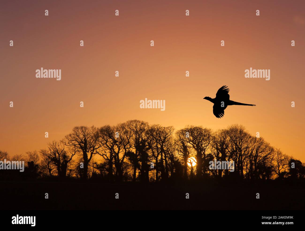 Fasan (Phasianus colchicus) männliche Fliegen bei Sonnenuntergang mit Bäumen im Hintergrund, England, Grossbritannien silhouetted auf Roost. Dezember. Stockfoto