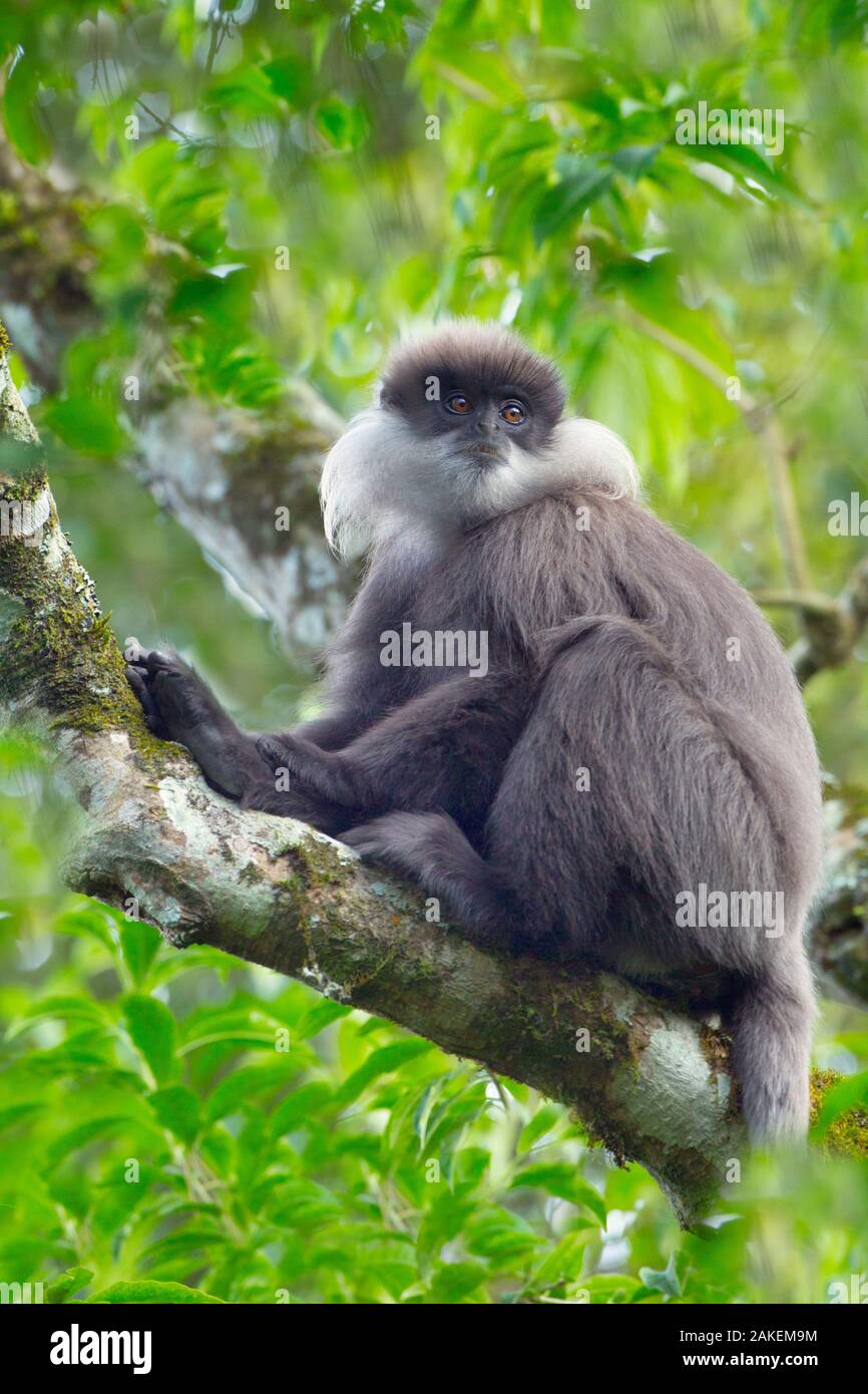 Purple-faced Blatt monkey (Semnopithecus Vetulus) Sri Lanka. Stockfoto