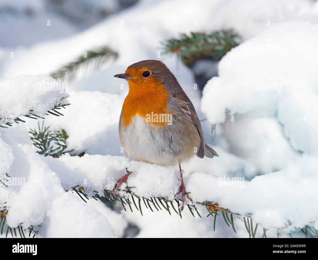 Robin (Erithacus Rubecula) im Schnee, Norfolk, England, Großbritannien, Februar. Stockfoto