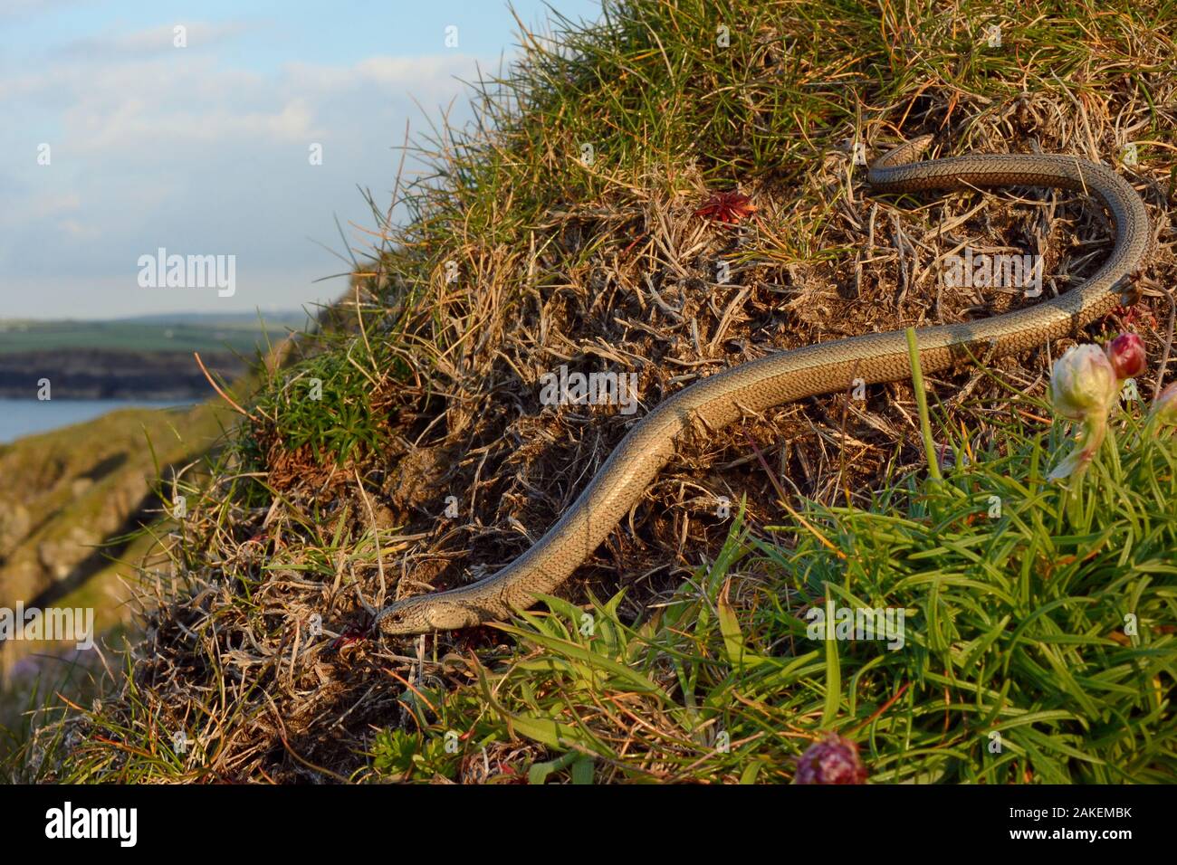 Slow worm (Anguis fragilis) auf Küsten clifftop Grasland. Cornwall, England, Großbritannien. Mai. Stockfoto