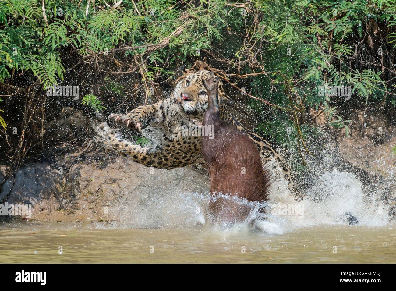 Jaguar (Panthera onca) männlich, Jagd Capybara (Hydrochoerus hydrochaeris). Das wasserschwein Proof-ansicht hat die Nase des Jaguar mit seiner Zehennagel schneiden. Cuiaba Fluss, Pantanal Matogrossense Nationalpark, Pantanal, Brasilien. Sequenz 3 von 3 Stockfoto