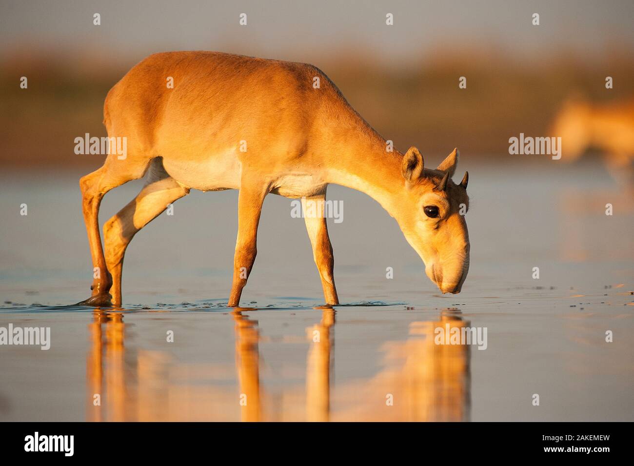 Saiga-antilope (Saiga tatarica) trinken, Astrachan, südlichen Russland, Russland. Kritisch gefährdeten Arten. Oktober. Stockfoto