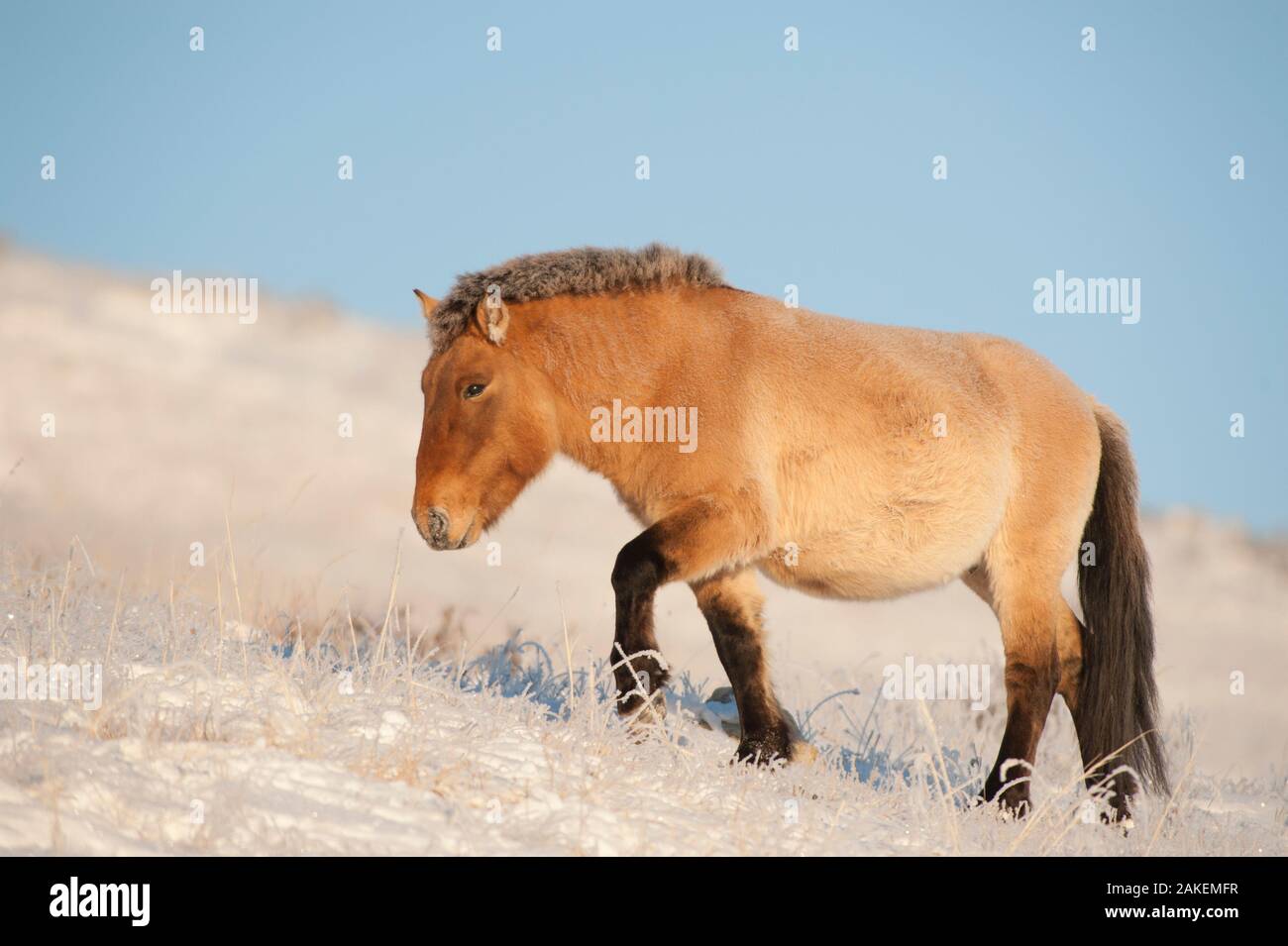 Przewalski-pferd (Equus ferus przewalski) Khustain Nuruu National Park, der Mongolei. Dezember. Stockfoto