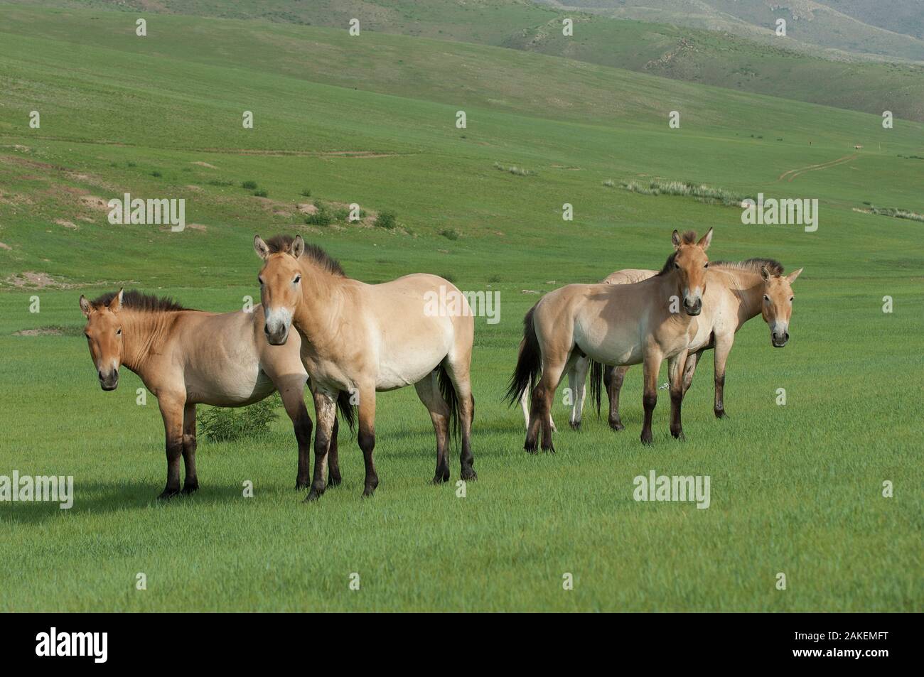 Das Przewalski-pferd (Equus ferus przewalski) Khustain Nuruu National Park, der Mongolei. Juni. Stockfoto