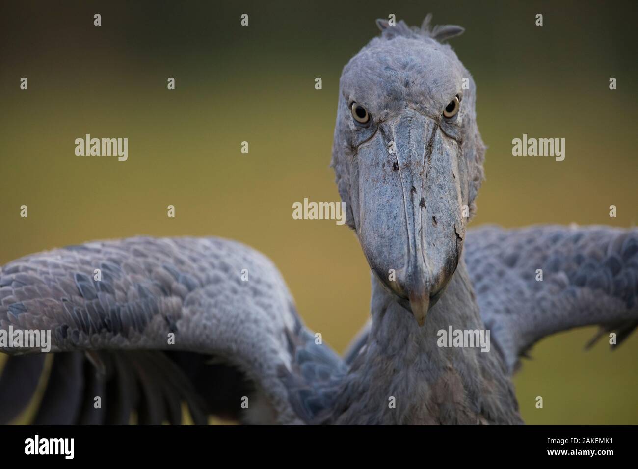 Schuhschnabel (Balaeniceps Rex) Bengweulu Sumpf, Sambia Stockfoto