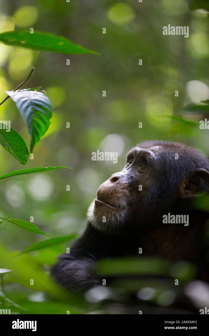 Schimpanse (Pan troglodytes Verus) "Jeje" erwachsenen männlichen, Bossou, der Republik Guinea Stockfoto