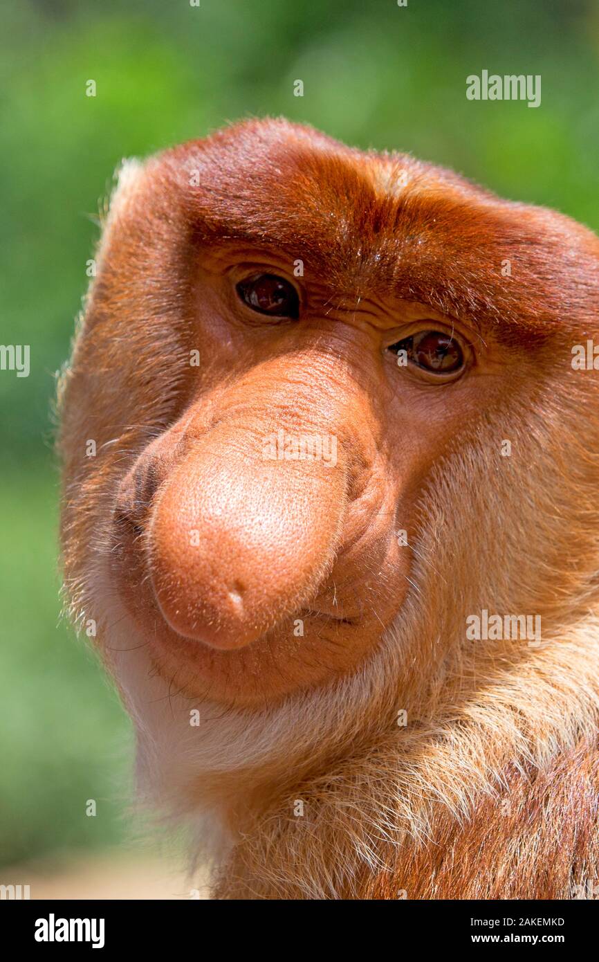 Proboscis Affen (Nasalis larvatus) männlich, Sabah, Borneo. Stockfoto