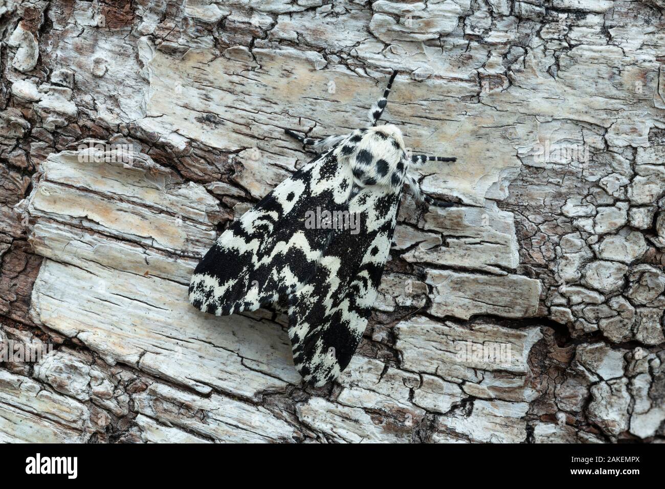 Noctuiid Motte (Panthea coenobita) ruht auf Rinde. Ostretin, Pardubice, Tschechische Republik. April. Stockfoto