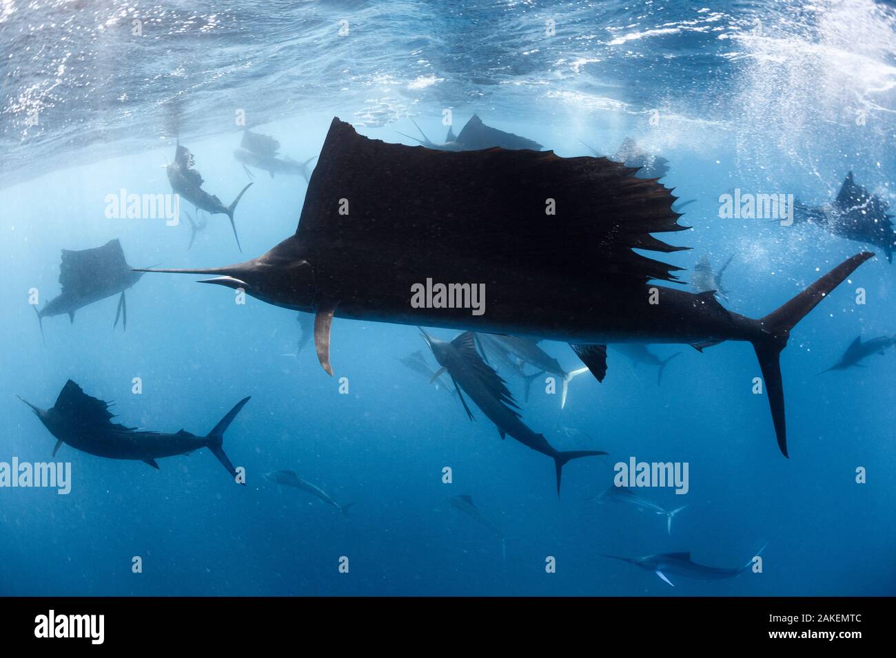 Indopazifik fächerfisch (Istiophorus platypterus) in "Feeding Frenzy, die Reste eines früher große Schule von Sardinen (Sardina sp) im Hintergrund. Isla Mujeres, Cancun, Mexiko. Stockfoto