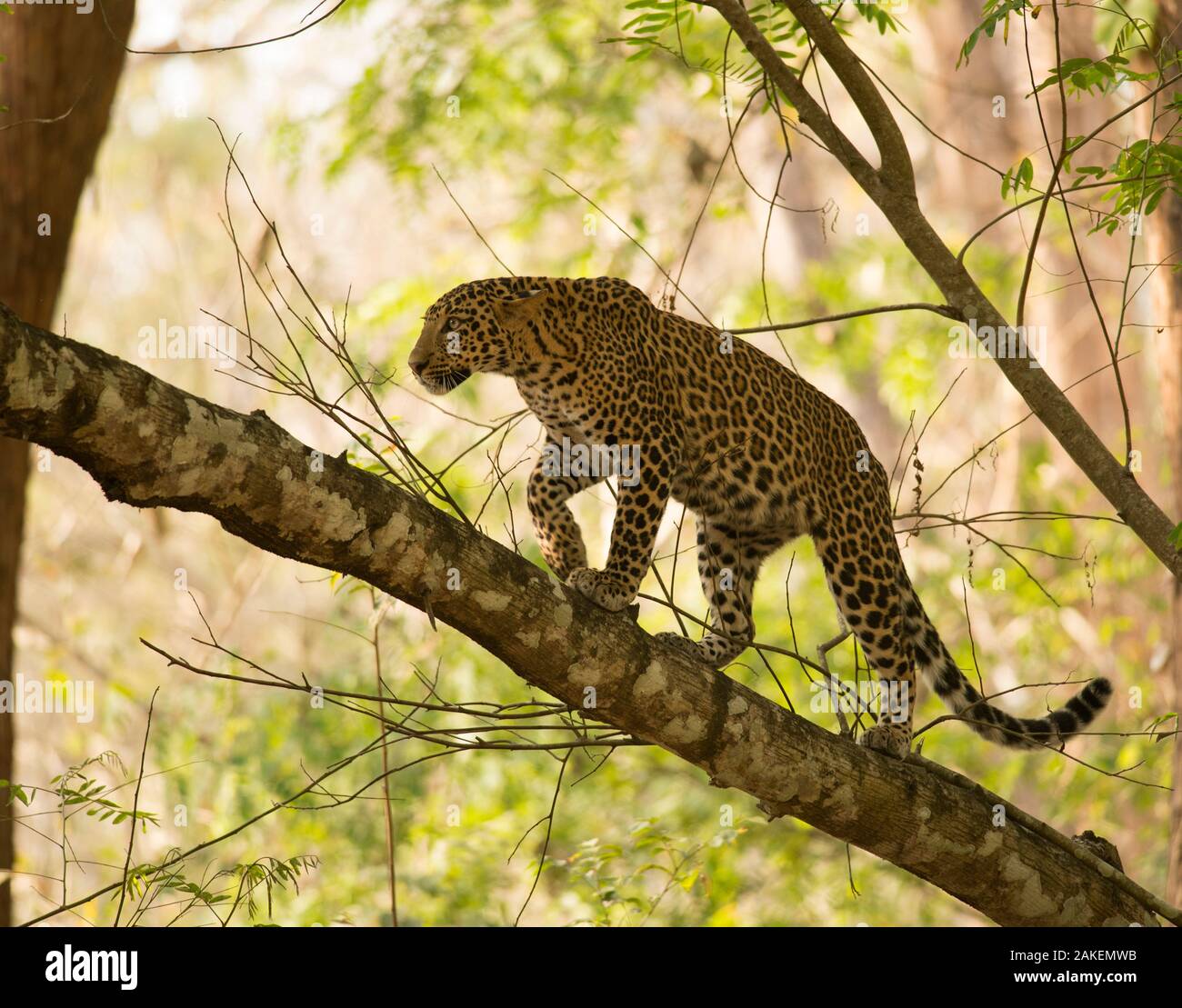 Leopard (Panthera pardus) Klettern im Baum. Kabini, Nagarhole Nationalpark, Karnataka, Indien. Stockfoto