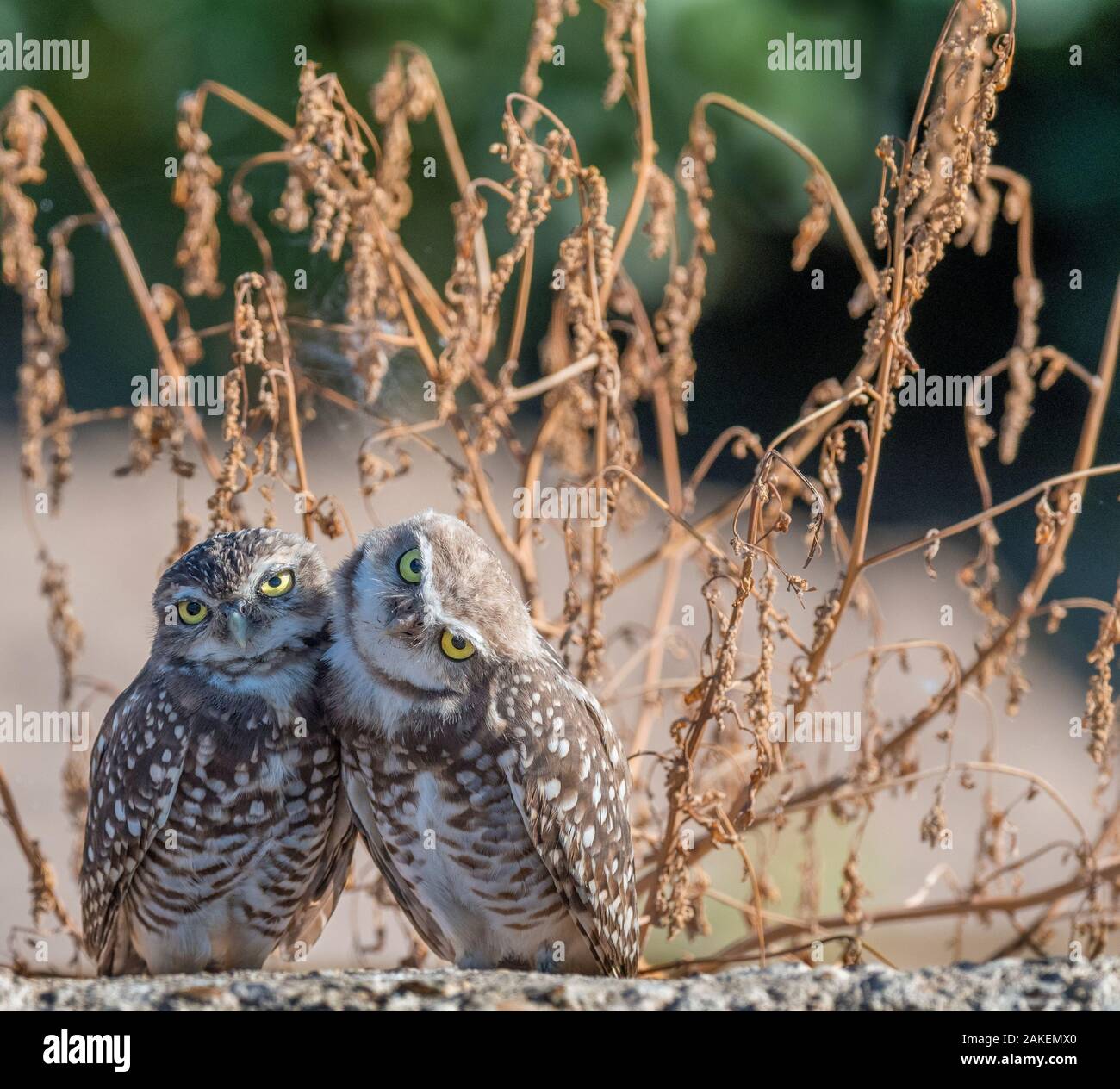Grabende Eule (Athene cunicularia), zwei gepresst zusammen. Marana, Pima County, Arizona, USA. Stockfoto