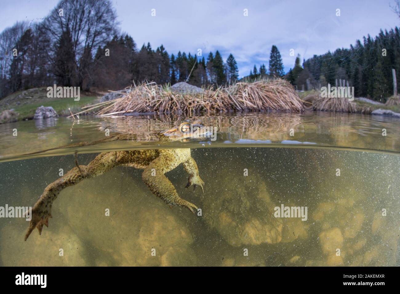 2 Ebenen der männlichen Erdkröte (Bufo bufo) warten auf ein Weibchen während der Paarungszeit im See, Ain, Alpen, Frankreich. April. Stockfoto