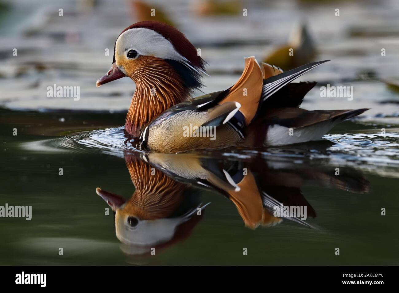 Mandarinente (Aix galericulata) Männliche schwimmen auf Wasser in Peking, China, Mai. Stockfoto