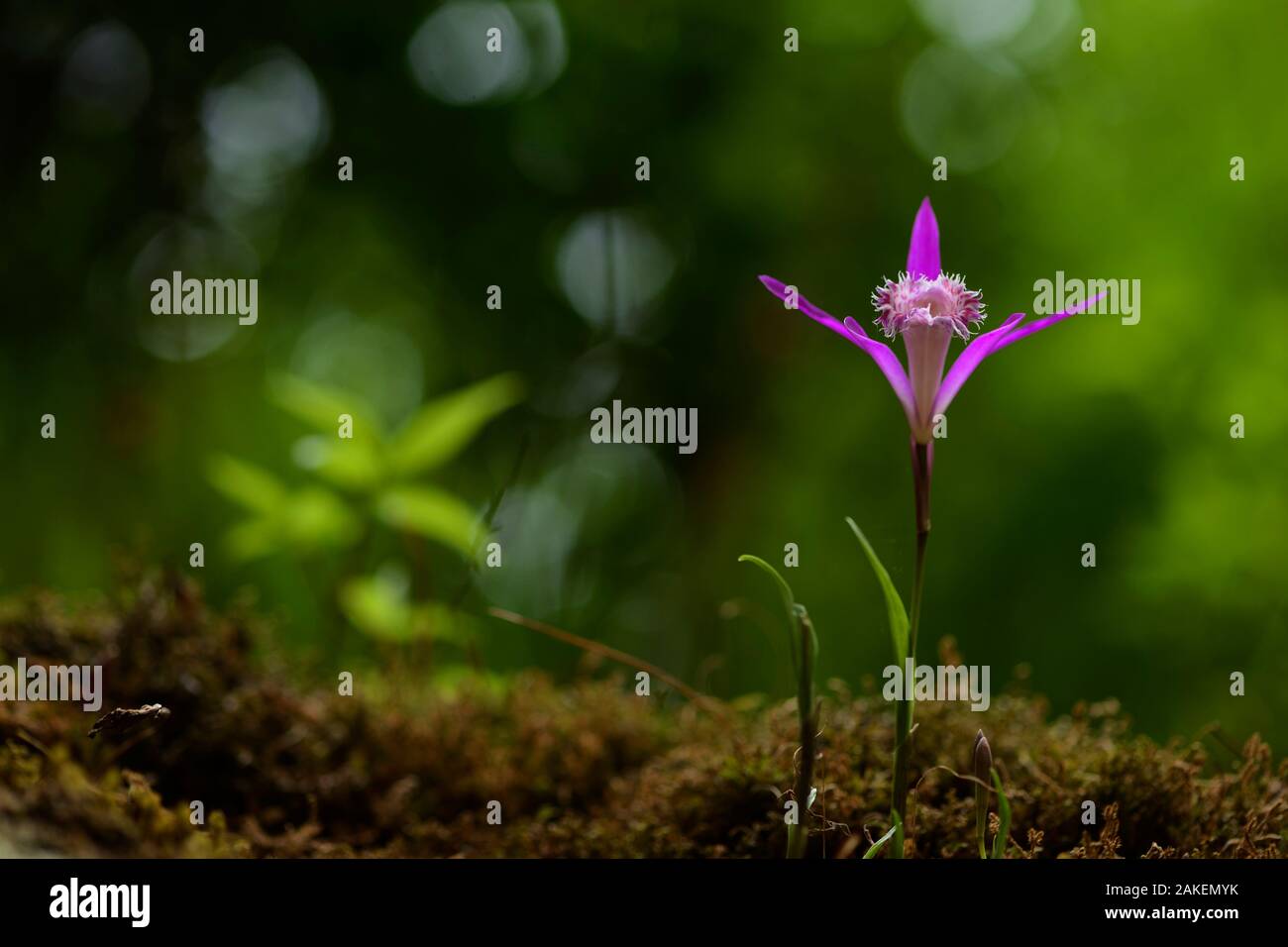 Hardy orchid (Pleione limprichtii Chinesisch) Tangjiahe National Nature Reserve, Provinz Sichuan, China Stockfoto