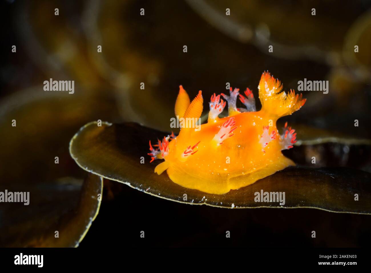 Nacktschnecken (Kaloplocamus acutus) Bluff Island, Hong Kong UNESCO Global Geopark, Hongkong, China. Stockfoto