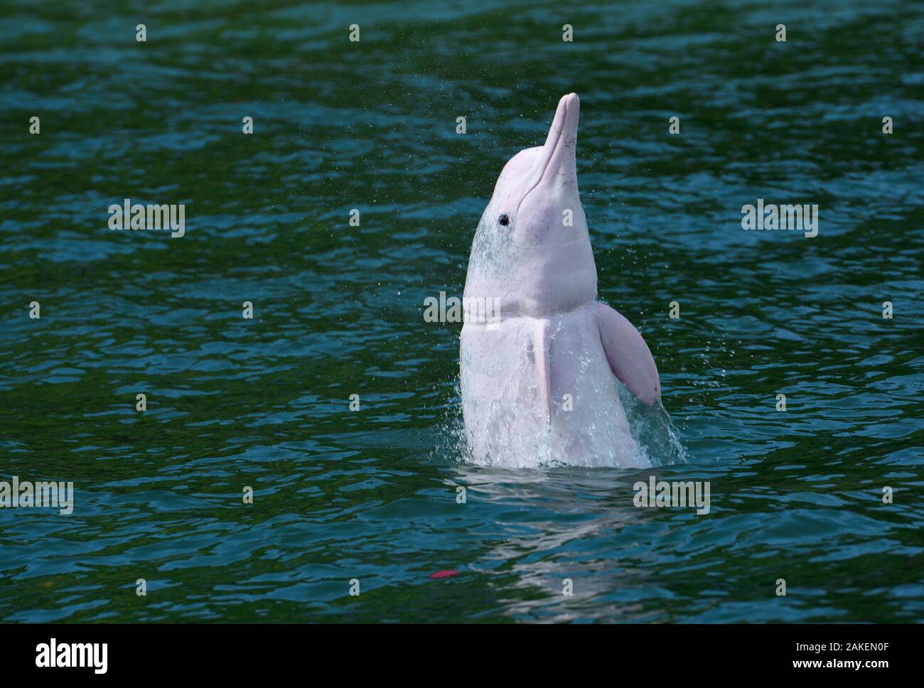 Indopazifik Buckelwale dolphin (Sousa chinensis) mit Fischen net Schaden rund um Hals, Pearl River Estuary, Lantau Island, Hong Kong, China. Stockfoto