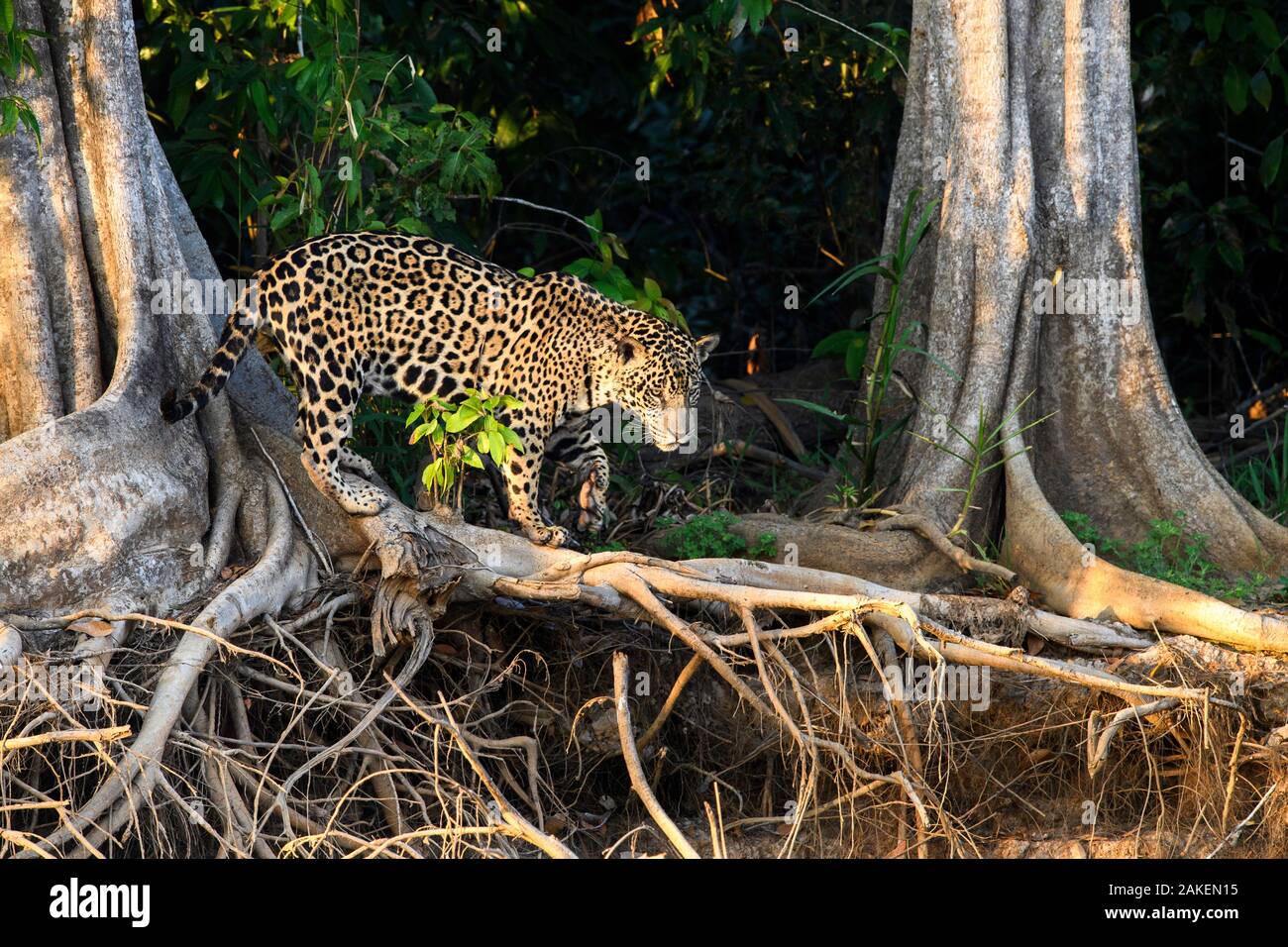 Jaguar (Panthera onca palustris), männliche Jagd unter Baumwurzeln am Rand der Cuiaba River. Drei Brüder, Porto Jofre, nördlichen Pantanal, Mato Grosso, Brasilien. August 2017. Stockfoto