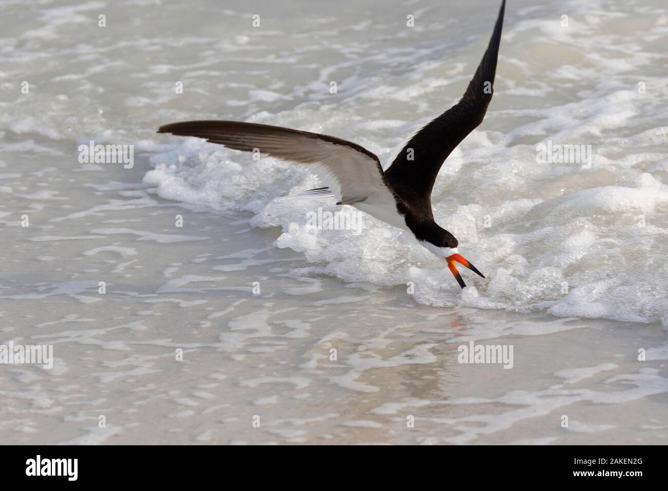 Schwarzes Abstreicheisen (Rynchops niger) Nahrungssuche entlang surfen. Tierra Verde, Florida, USA. Stockfoto