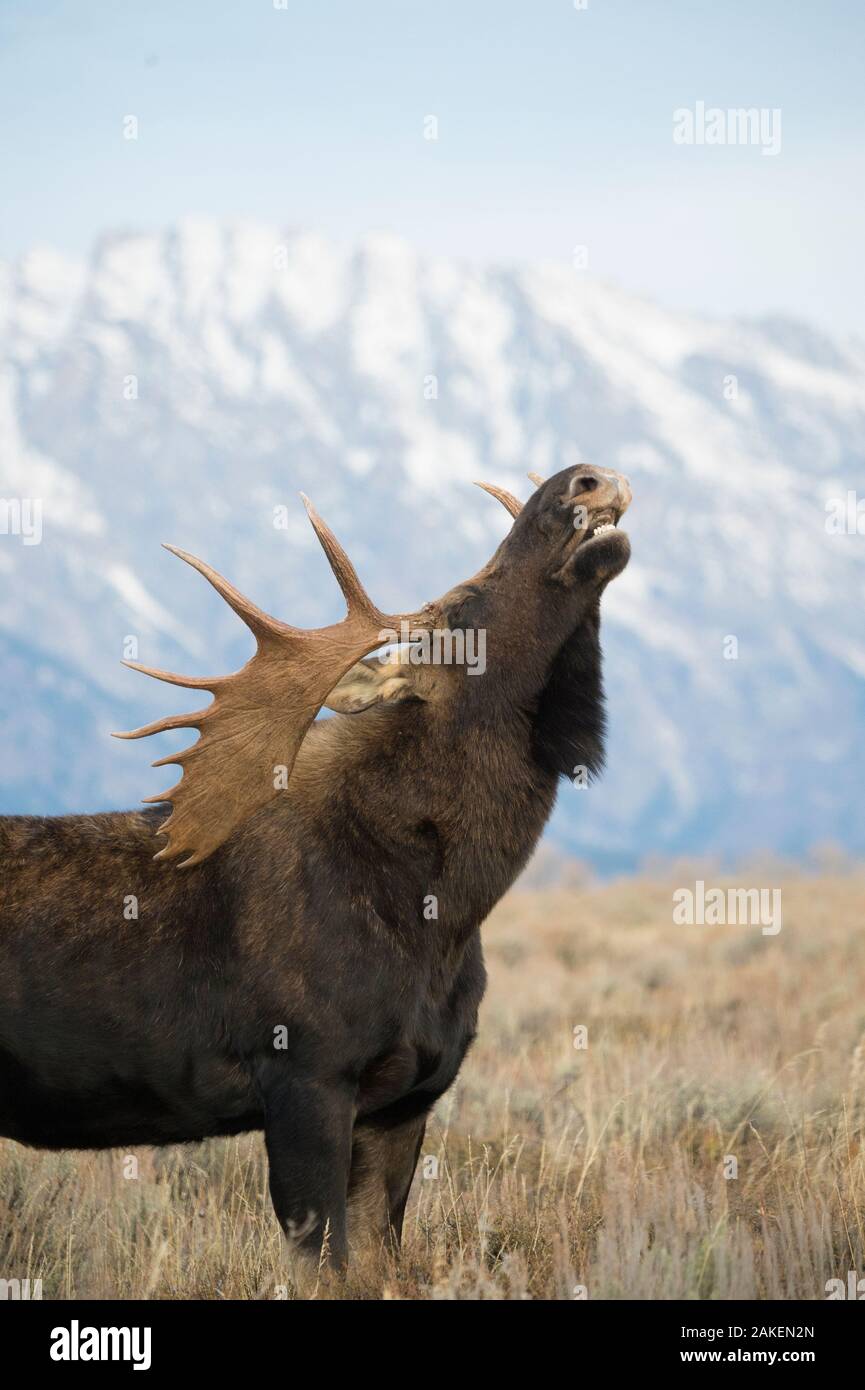 Shiras Elch (Alces alces shirasi) männlich, flehmen Reaktion/Lippe Curling mit Bergen im Hintergrund, Grand Teton National Park, Wyoming. Stockfoto