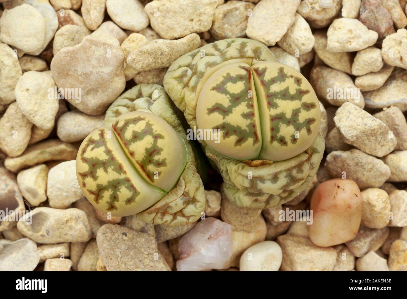 Lebende Steine (Lithops dorotheae) einer der "Pflanzen lebendige Steine', im Anbau. Es ist in der Übergangsphase, mit der alten Blätter welken und neue entstehen. Heimisch in Südafrika. Stockfoto