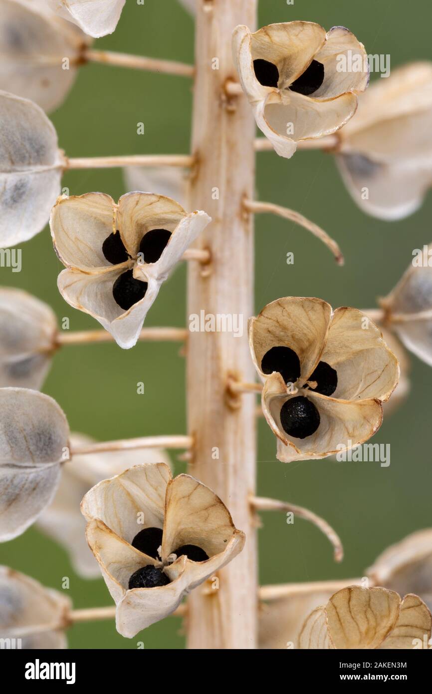 Samen und Samenkapseln des Armenischen Traubenhyazinthen (Muscari Armeniacum) Juni. Stockfoto