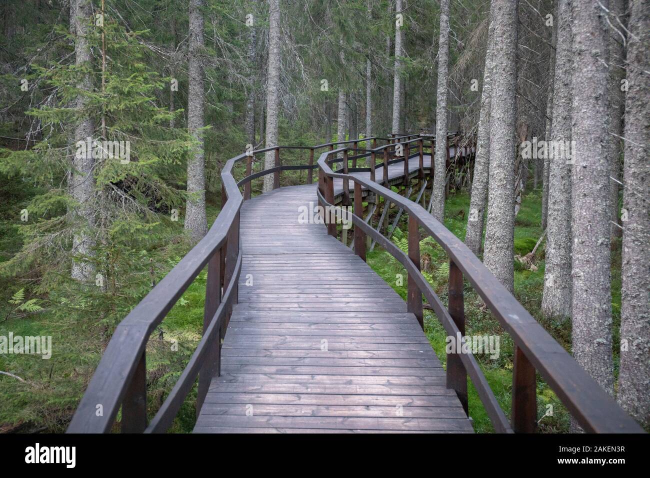 Holzsteg durch Nadelwald. In der Nähe der Hohen Küste Brücke, Hohe Küste Weltkulturerbe Vasternorrland, Schweden. August, 2018. Stockfoto