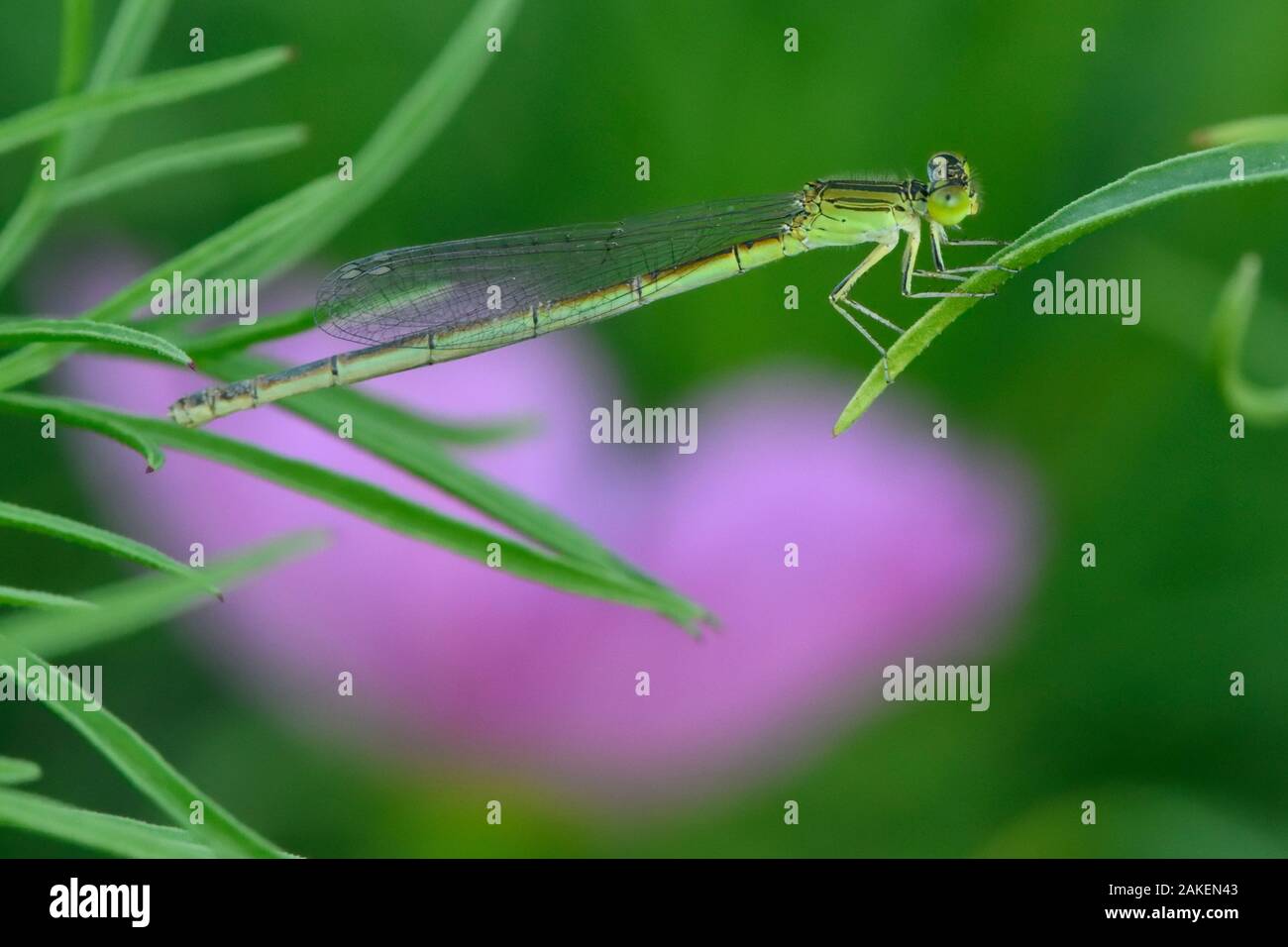 Damselfly thront auf einem Blatt, Ost see Greenway Park, Wuhan, Hubei, China Stockfoto