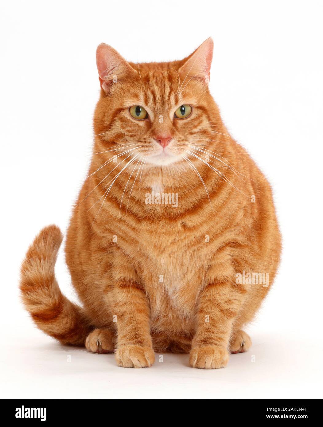 Übergewicht ginger Cat. Stockfoto