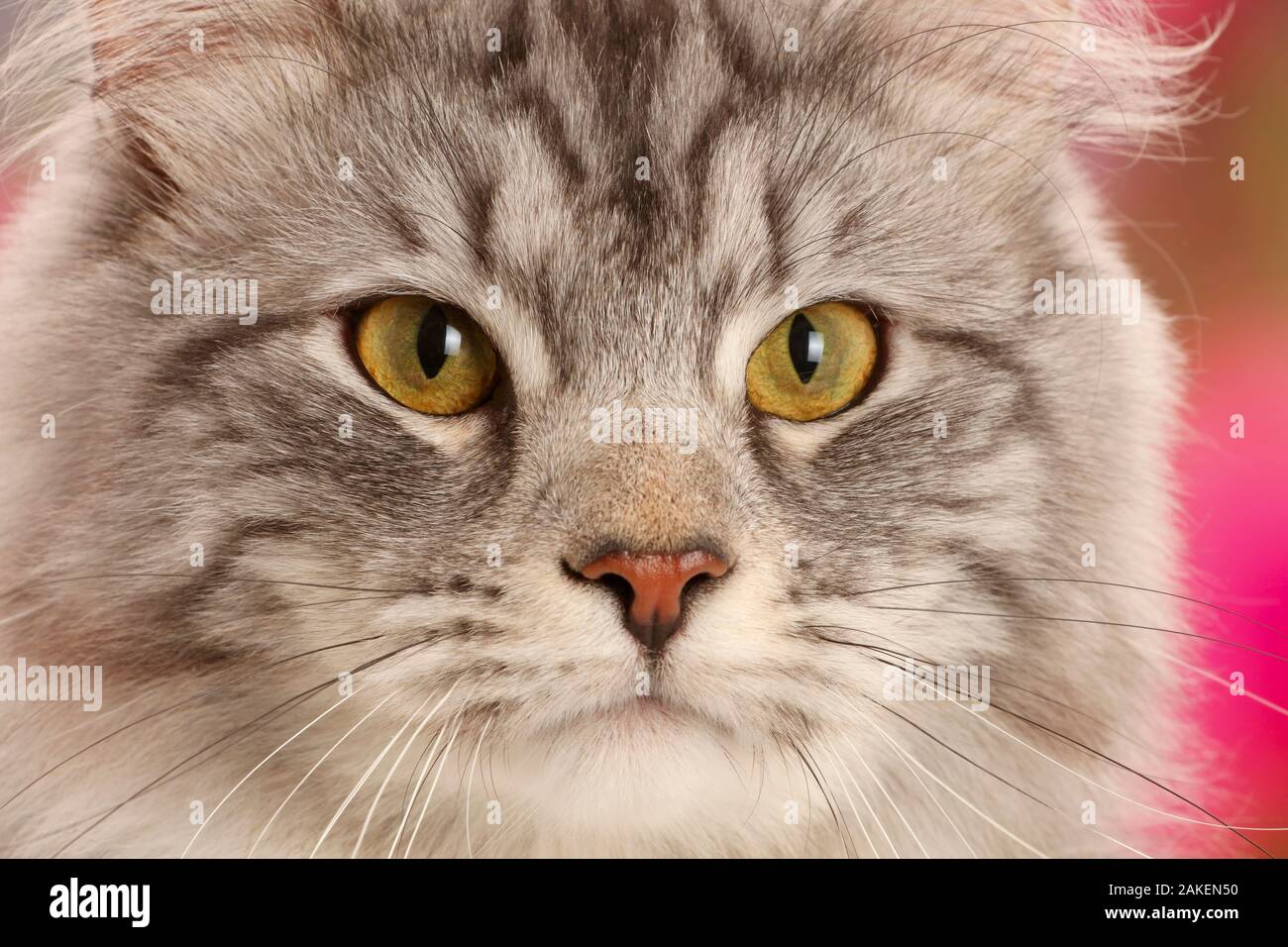 Silber Tabby Katze, Blaze, Alter 10 Monate, Portrait. Stockfoto