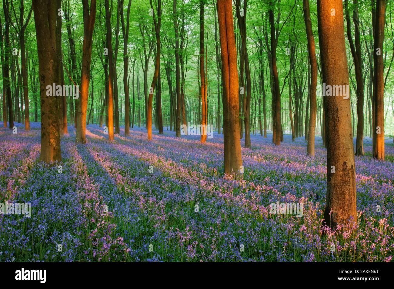 Teppich von Glockenblumen (Endymion nonscriptus) in Buche (Fagus sylvatica) Woodland, Micheldever Woods, Hampshire, England, UK. April 2011 Stockfoto