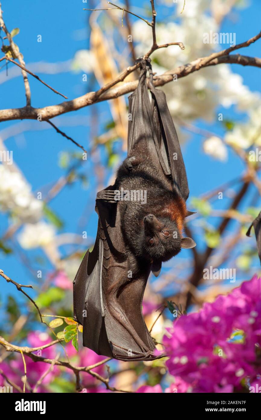 Schwarz Flying Fox (Pteropus alecto), männlich stretching Flügel während Rastplätze auf Zweig. Kununurra, Western Australia. Stockfoto
