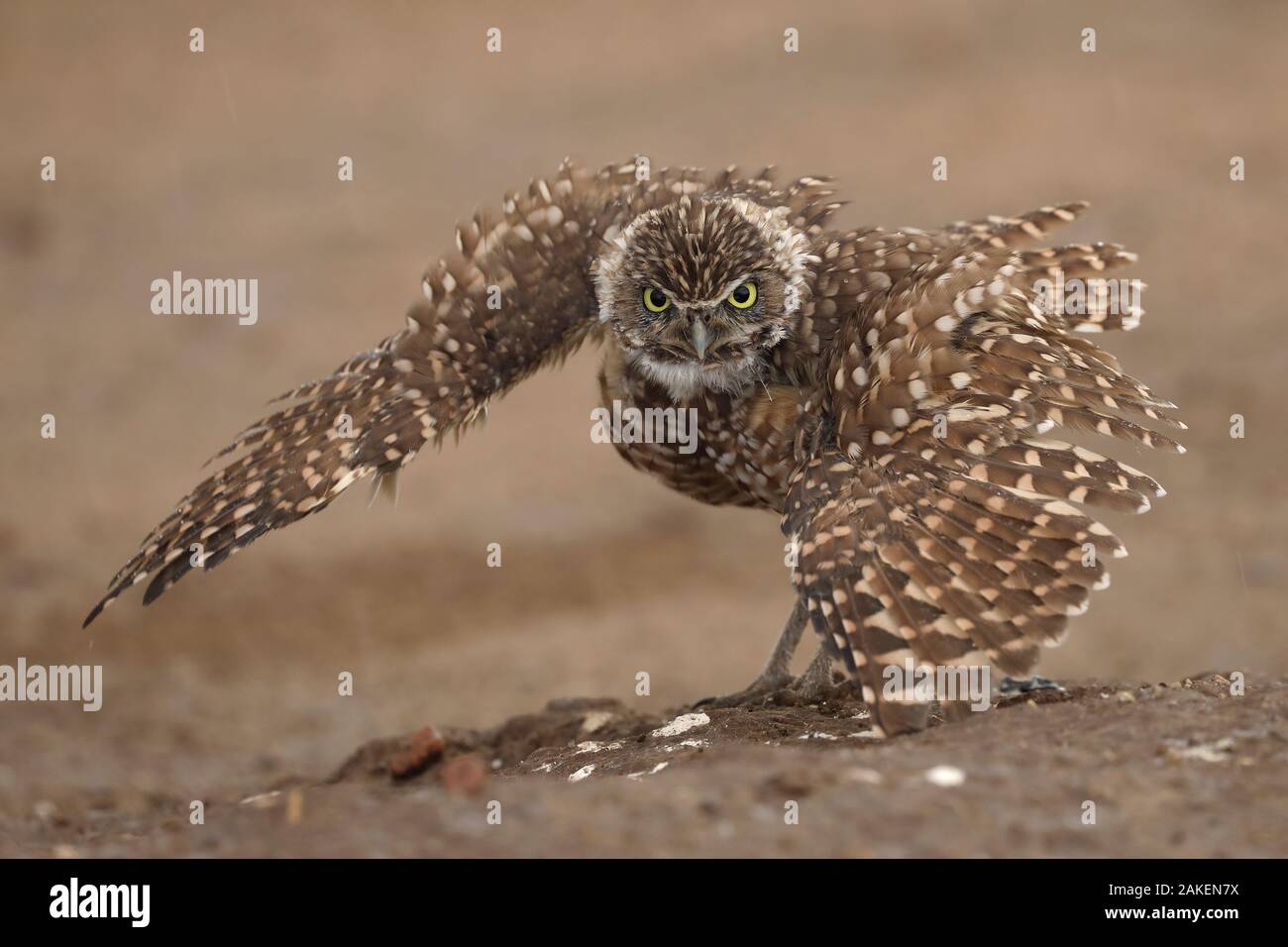 Grabende Eule (Athene cunicularia), "Rain Dance", Verbreitung von Flügel und 'Dancing', während es regnete, Arizona, USA. Stockfoto