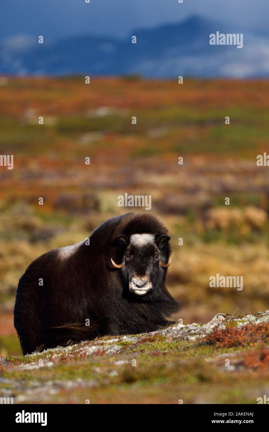 Muskox (Ovibos moschatus) in der Tundra mit Bergen im Hintergrund, Dovrefjell Nationalpark, Norwegen. September 2018. Stockfoto