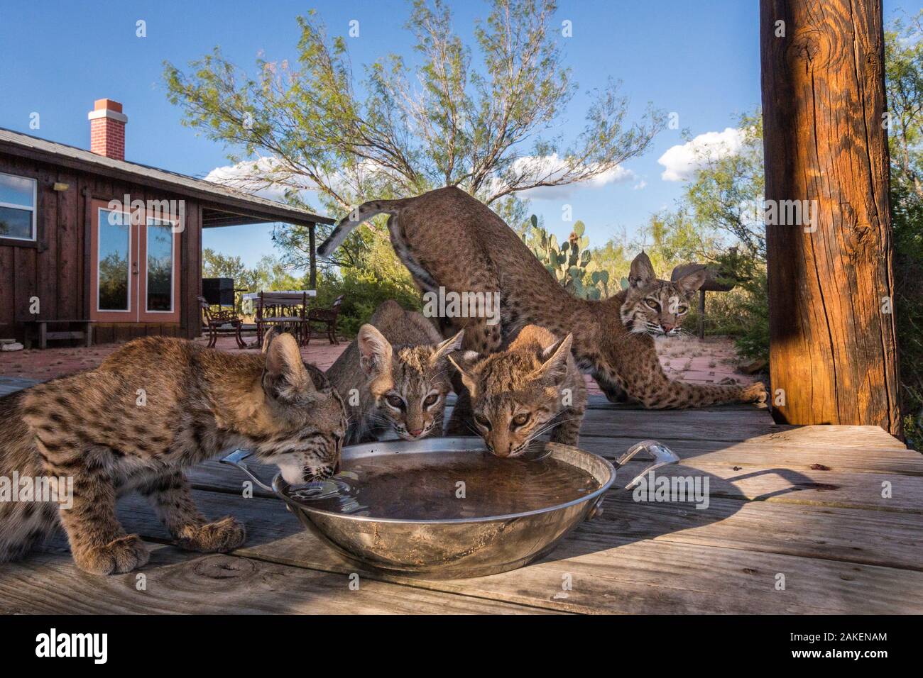 Wild Rotluchs (Lynx rufus) Familie von drei Jungtiere Trinkwasser aus der Schüssel, mit Mutter ausdehnen. Die Mutter hat sie den unterhalb des Hauses zu machen. Texas, USA, August. Mit Fernbedienung Kamera genommen. Hoch gelobt in der Städtischen Tierwelt Kategorie der Naturfotograf des Jahres Awards (WPOY) 2018. Stockfoto