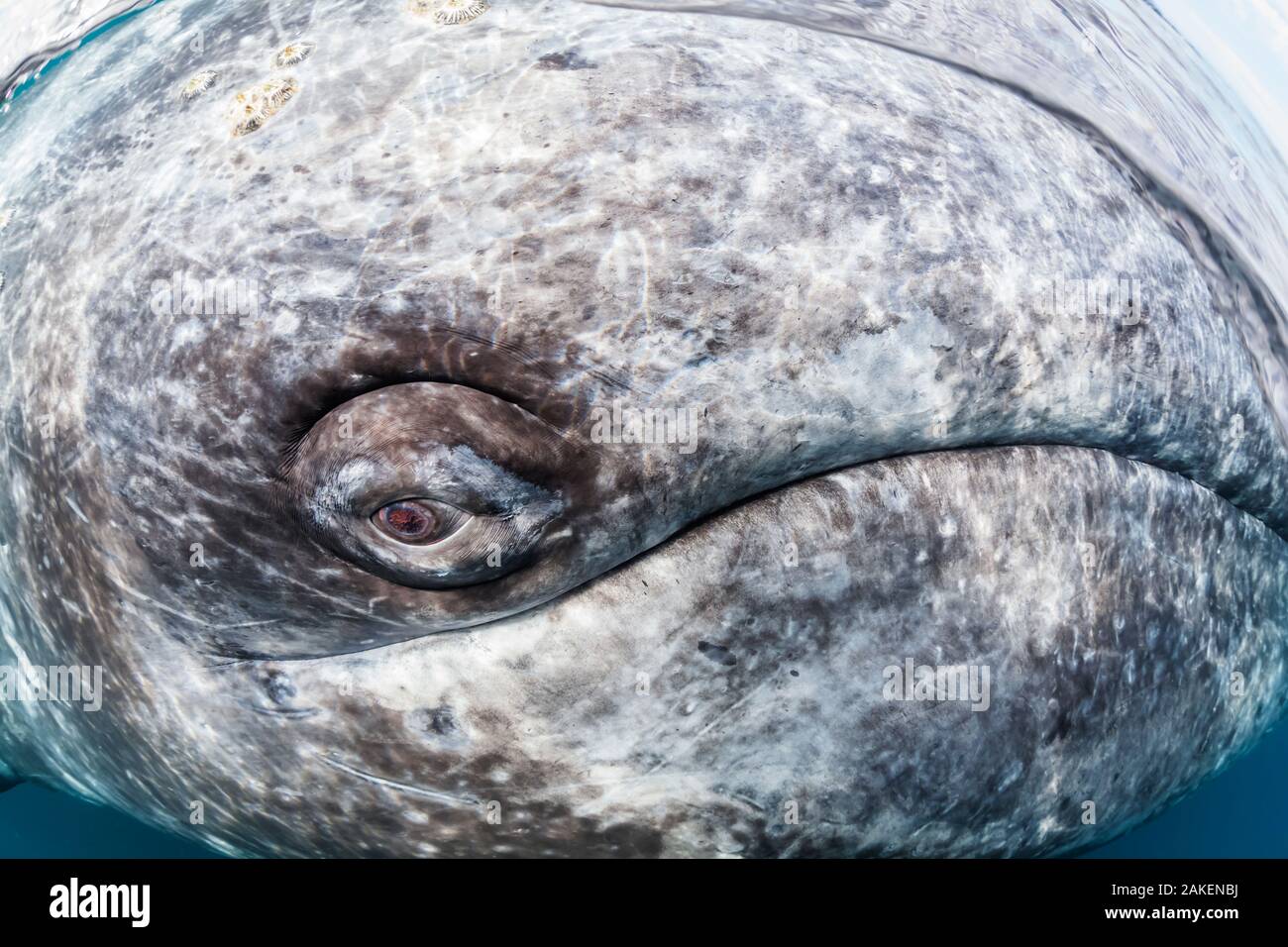 Grauwale (Eschrichtius robustus) Auge, Magdalena Bay, Baja California, Mexiko, im Februar. Sieger in die Aussicht auf den Ozean Kategorie des 2018 Nature's Best Winland Smith Reis Auszeichnungen. Stockfoto