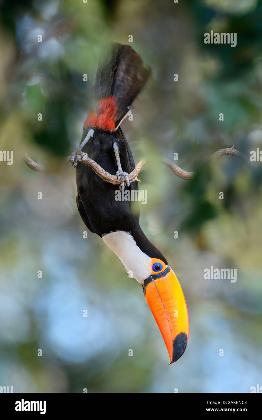 Riesentukan (Ramphastos toco) akrobatisch gehockt, Fütterung in Baumkronen. Nördlichen Pantanal, Cuiaba Fluss, Mato Grosso, Brasilien. Stockfoto