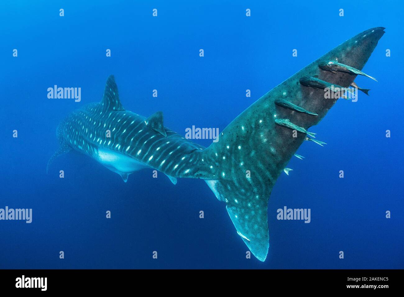 Schiffshaltern (schiffshalter sp.) per Anhalter auf dem Schwanz eines großen (13-15 m) weiblich Walhai (Firma IPCON typus) schwimmt im offenen Wasser. Wolf Island, Nationalpark Galápagos, Galapagos Inseln. Osten Pazifik. Stockfoto