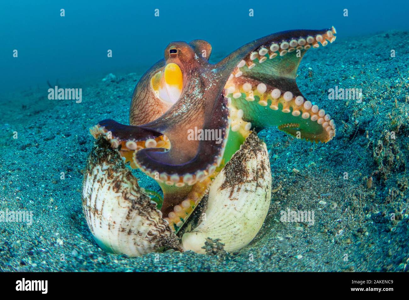 Ein Weitwinkel makro Ansicht einer Geädert Octopus (Amphioctopus Marginatus), der sich aus der schützenden Höhle in einem alten clam Shell. Bitung, Nord Sulawesi, Indonesien. Lembeh Strait, Molukken Meer. Stockfoto