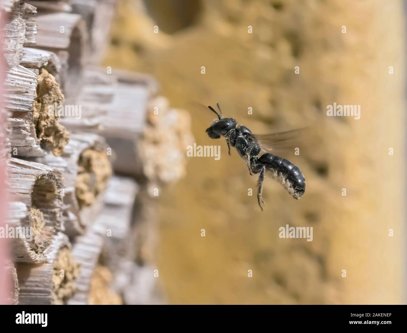 Kleine Schere Biene (Chelostoma campanularum) im Flug Annäherung an den Garten biene Hotel mit Schlamm nest Rohr abzudichten, Hertfordshire, England, UK, Juni Stockfoto