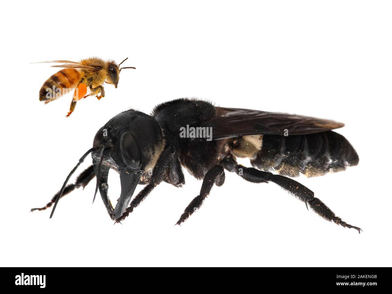 Das zusammengesetzte Bild von Wallace Giant's Biene (Megachile Pluto) mit europäischen Honig Biene (Apis melifera). Dies ist der weltweit größte Biene, die ca. 4 mal größer als eine Europäische Honigbiene. Eines der ersten Bilder eines lebenden Mitglied dieser Spezies. Molukken, Indonesien. Januar 2019 Stockfoto
