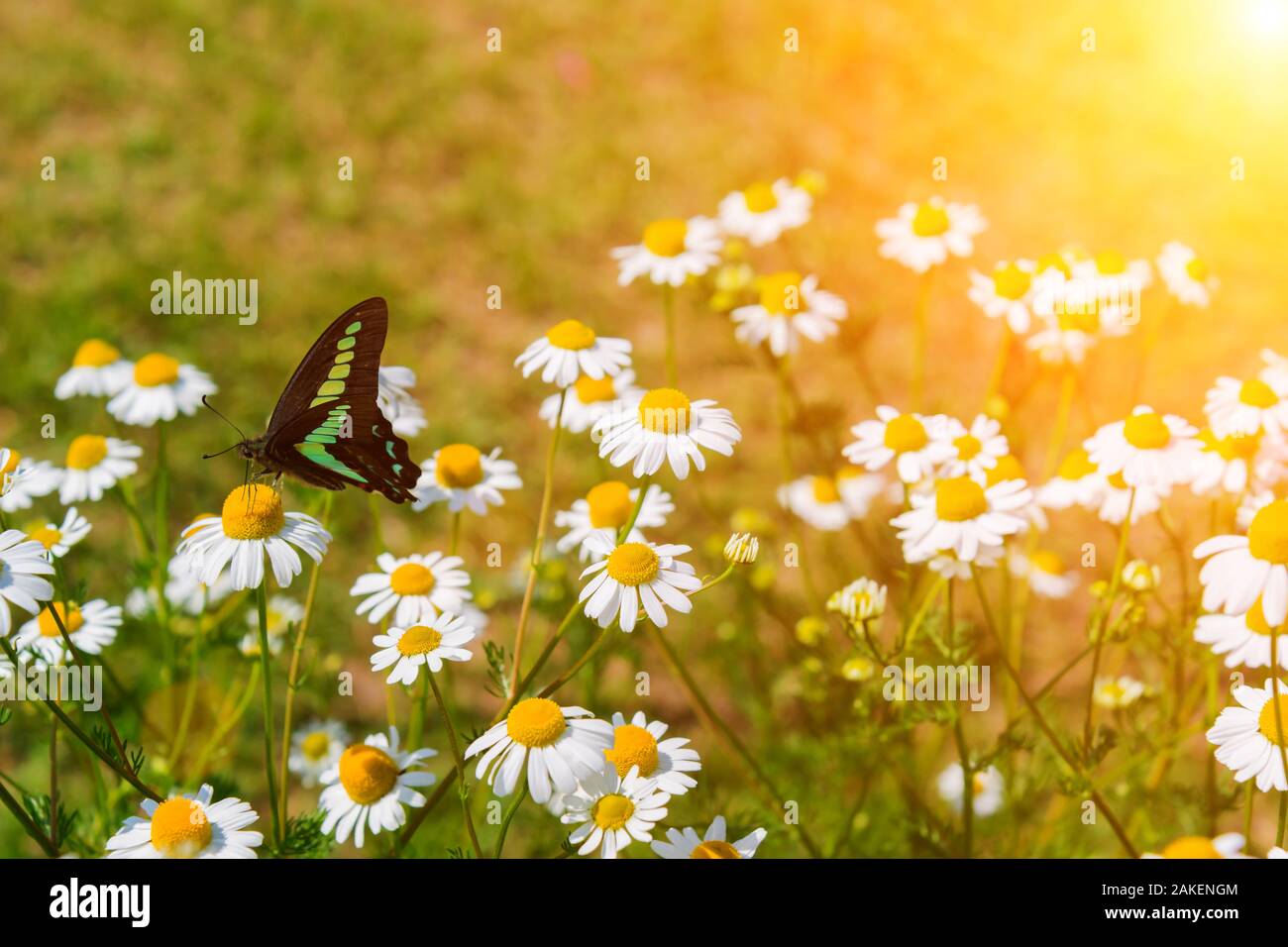 Schöner Schmetterling auf der Suche nach Nektar auf daisy flower im Blumengarten. Stockfoto