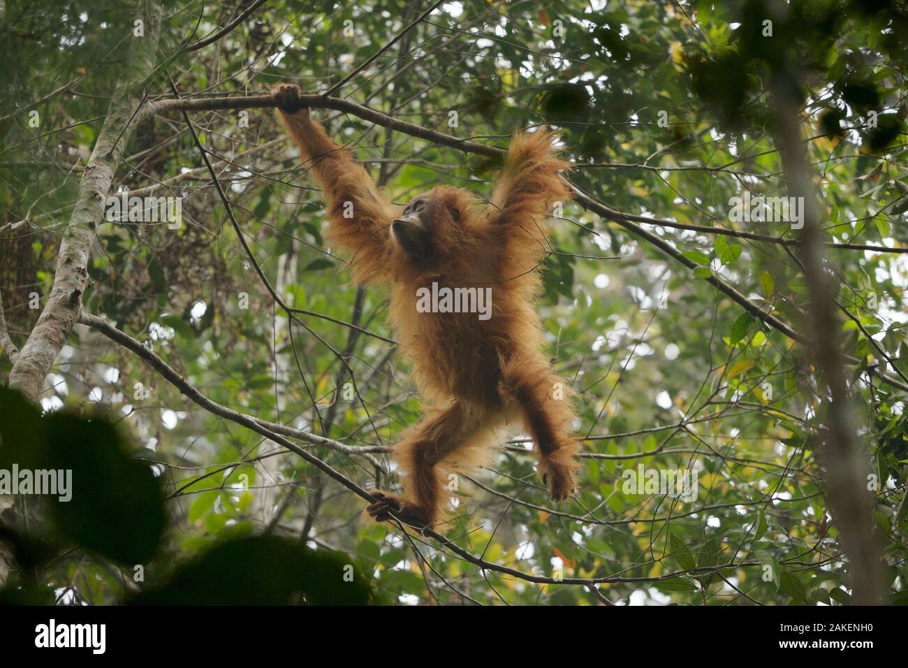 Tapanuli Orang-utan (Pongo tapanuliensis) Beti, juvenile Weibchen, Tochter von Beta, in den Bäumen, Batang Toru Wald, Sumatra-orang-Projekt, Nord Sumatra Provinz, Indonesien Stockfoto