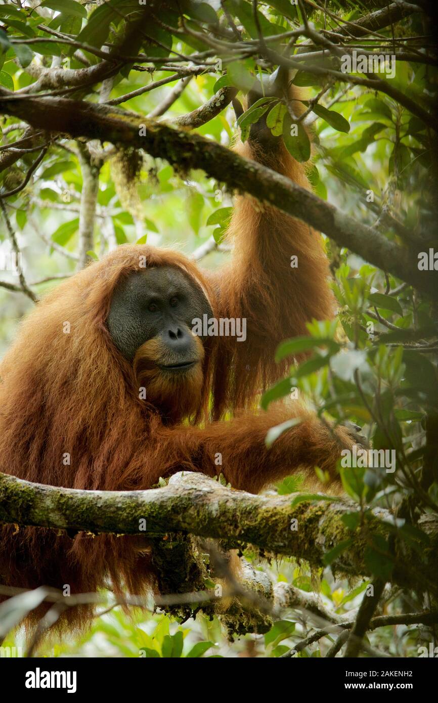 Tapanuli Orang-utan (Pongo tapanuliensis). Togus, Erwachsene mit Flansch, männlich. Batang Toru Wald, Sumatra-orang-Projekt, Nord Sumatra, Indonesien. Stockfoto