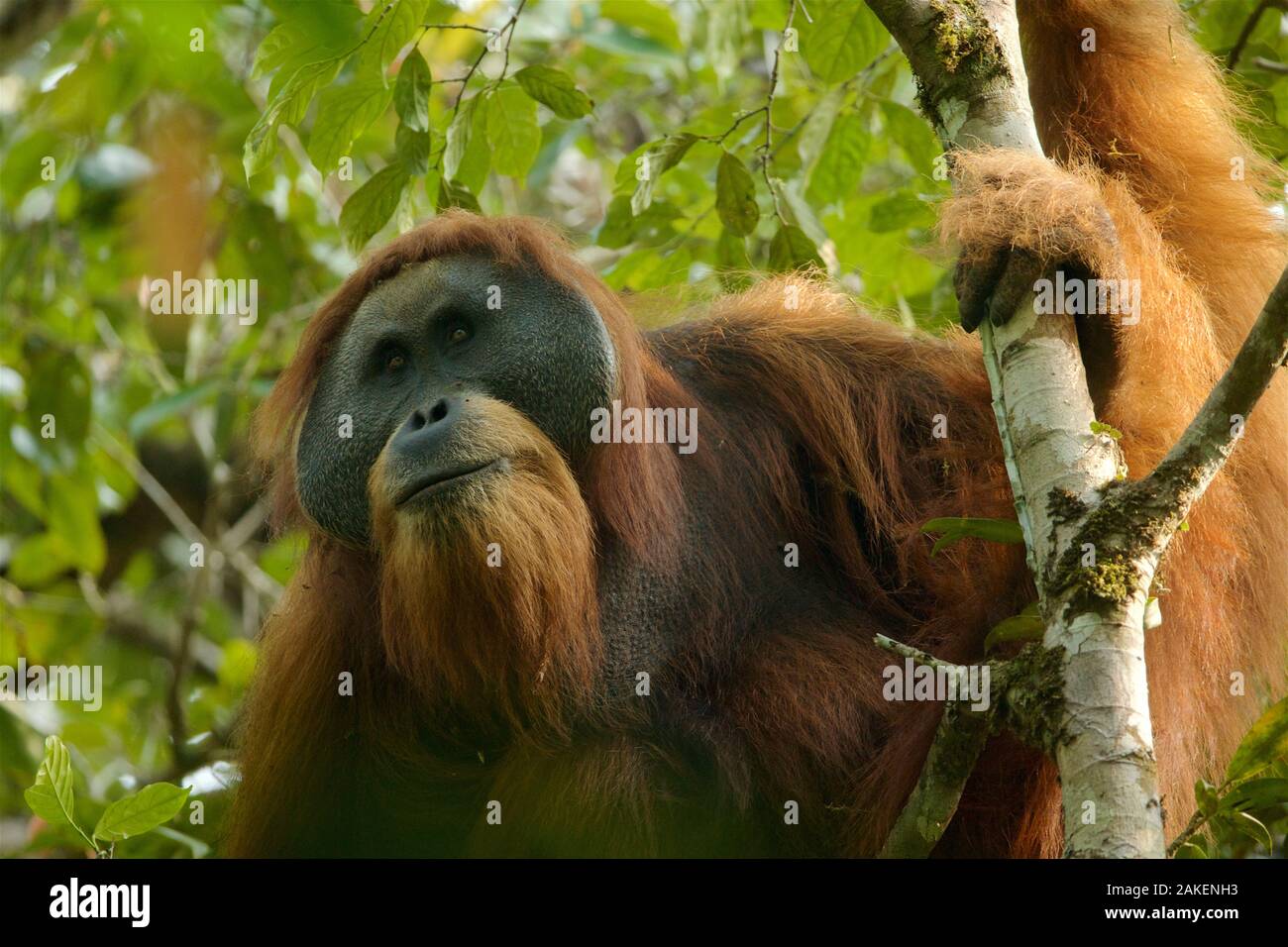 Tapanuli Orang-utan (Pongo tapanuliensis) Togus, Erwachsene mit Flansch, männlich, Batang Toru Wald. Sumatra Orang-Utan Conservation Project, Nord Sumatra, Indonesien. Stockfoto