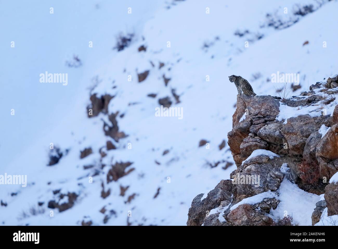 Snow Leopard (Panthera uncia) alte Mann in der Dämmerung auf der Suche von einer Klippe ledge in Spiti Valley, Kalte Wüste Biosphärenreservat, Himalaya, Himachal Pradesh, Indien, Februar Stockfoto