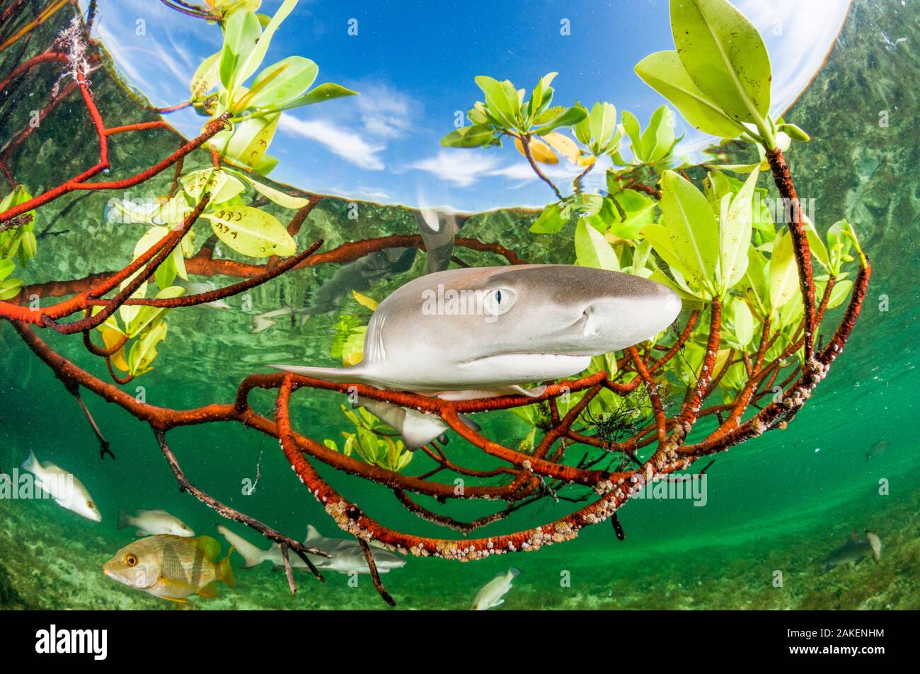 Lemon shark Pup (Negaprion brevirostris) in den Mangrovenwald, die als Kinderstube für Jungfische dieser Art handelt. Eleuthera, Bahamas. Stockfoto