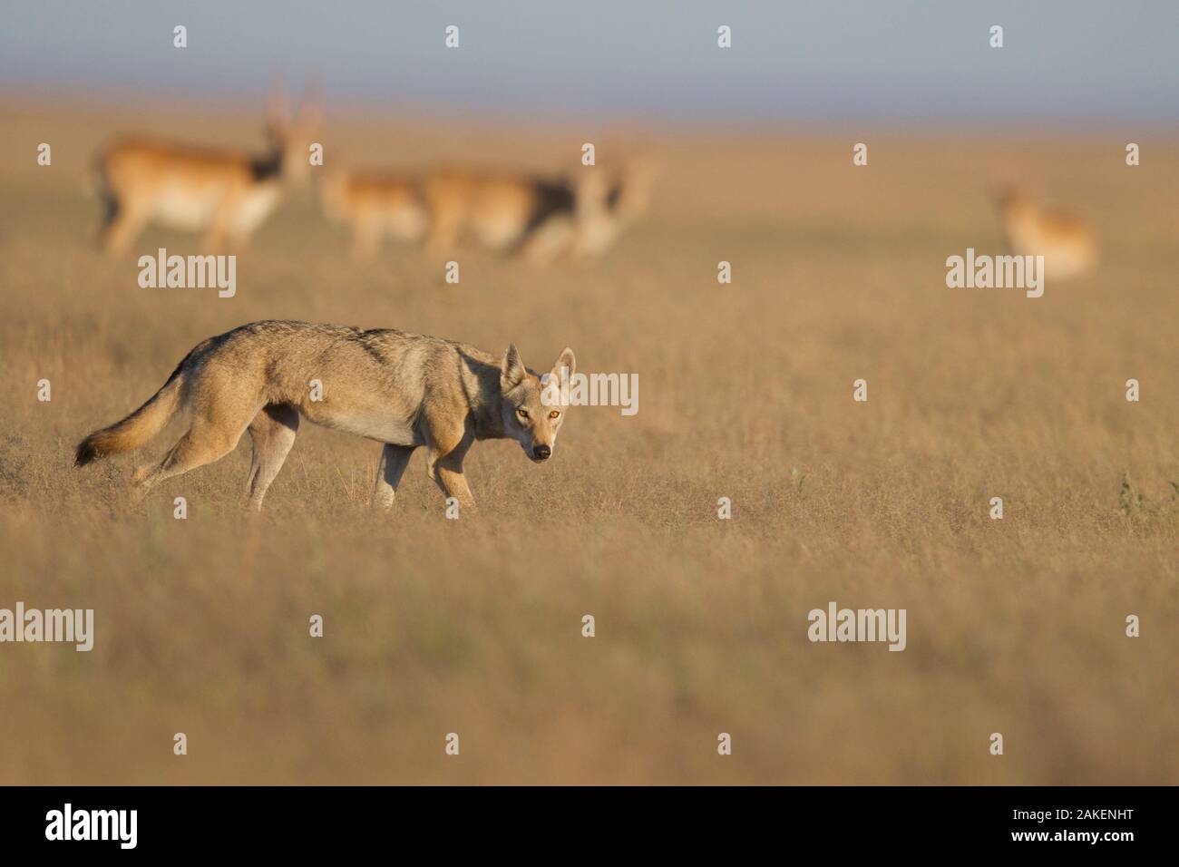 Grauer Wolf (Canis lupus) mit Saiga-antilope (Saiga tatarica) im Hintergrund, Astrachan Steppe, im südlichen Russland. Stockfoto