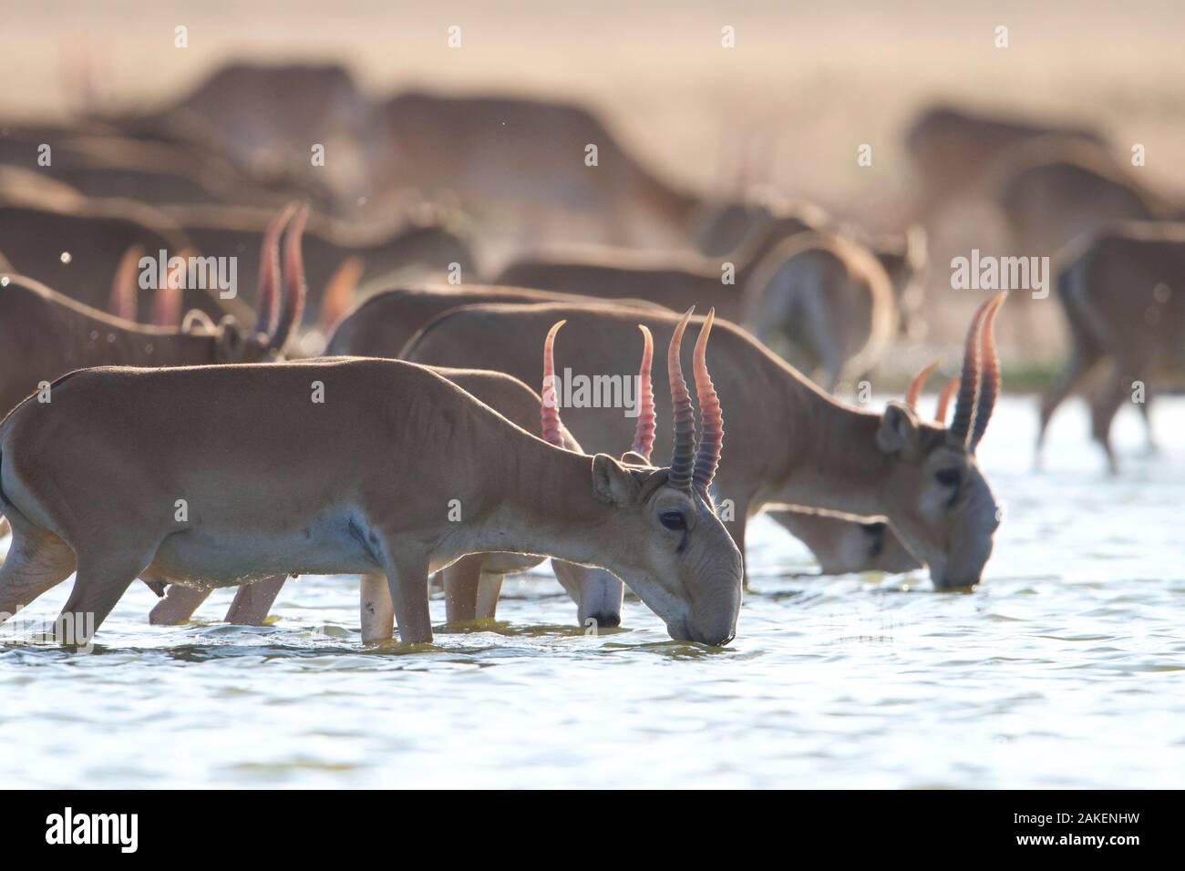 Saiga-antilope (Saiga tatarica) Männer trinken Astrachan Steppe, im südlichen Russland. Stockfoto